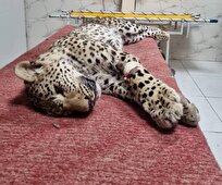 پلنگ زخمی چاران علیرغم تمام تلاشها جان داد