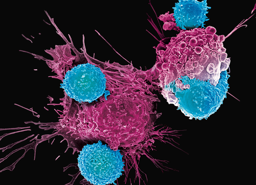 رازهای سلولهای بنیادی؛ درمانی معجزه آسا یا رویایی دور؟ رازهای سلولهای بنیادی؛ درمانی معجزه آسا یا رویایی دور؟