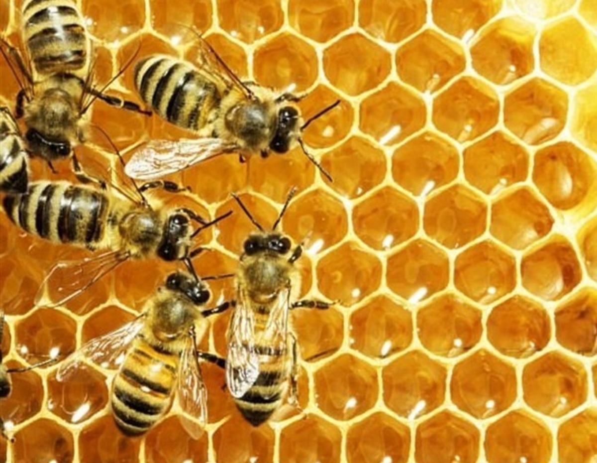 تولید پاستای شیرین تامین‌کننده غذای زنبورعسل در کشور