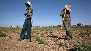قطعی برق و نابودی محصول/ چگونه خسارتهای کشاورزی را جبران کنیم؟