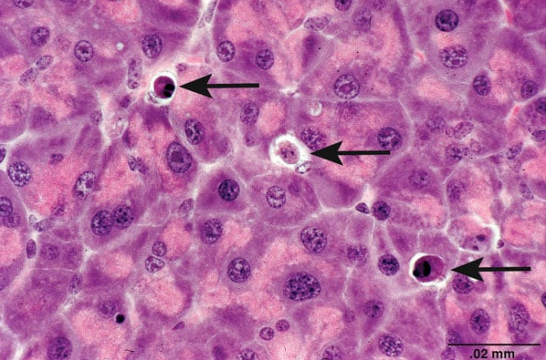 توقف نبض مرگ سلولی توقف نبض مرگ سلولی