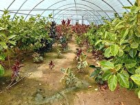 سرای نوآوری گیاهان زینتی؛ از اشتغالزایی تا صادرات