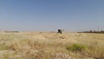 آغاز برداشت گندم از مزرعه آموزشی و تحقیقاتی دانشگاه آزاد دهدشت