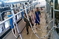 ظرفیت فعالیت مجتمع دامداری و کشاورزی دانشگاه آزاد کرمانشاه به ۱۰۰ درصد میرسد