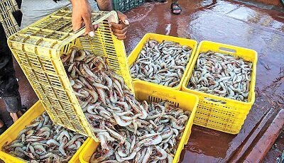 سرزمین نخل و آفتاب؛ فرصتی برای ورود به بازارهای منطقهای و بینالمللی؛ سنگبنایی که رئیس جمهور شهید با منطقه تجاری گذاشت سرزمین نخل و آفتاب؛ فرصتی برای ورود به بازارهای منطقهای و بینالمللی؛ سنگبنایی که رئیس جمهور شهید با منطقه تجاری گذاشت