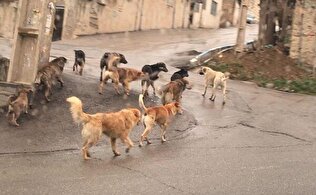 ۴ ساعت جهنمی برای نجات دخترم از گاز سگ!