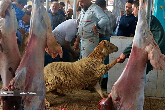 مراکز عرضه بهداشتی دام در روز عید قربان
