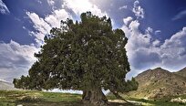 کهنسالترین درخت ایران ثبت ملی شد؛ «اُرس مراد» با ۴ هزار سال قدمت