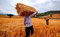 واریز ۲۸ همت به حساب گندم کاران برای خرید تضمینی گندم