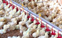 بازار گوشت مرغ و تخم‌مرغ در مسیر تعادل؛ حمایت‌ها و رصد روزانه ادامه دارد