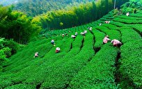 خرید ۵۱ هزار تن چای از چایکاران