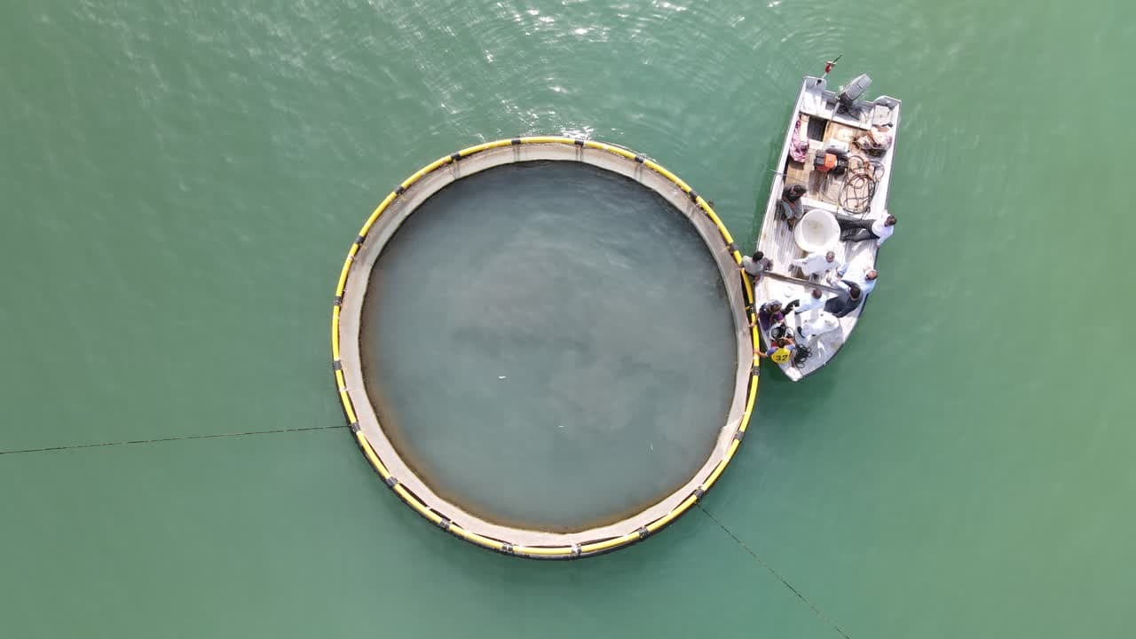 پیشبینی برداشت ۴ تن ماهی از طرح اقتصاد دانشبنیان دانشگاه آزاد سیستان و بلوچستان پیشبینی برداشت ۴ تن ماهی از طرح اقتصاد دانشبنیان دانشگاه آزاد سیستان و بلوچستان