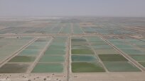 اشتغالزایی مستقیم برای ۸۰ نفر در مزرعه پرورش میگو دانشگاه آزاد سیستان و بلوچستان