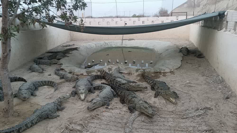 از ارتقاء و انتقال دانش فنی در حفاظت از تنوع زیستی تا ایجاد فرصتهای علمی ـ اقتصادی در منطقه مکران از ارتقاء و انتقال دانش فنی در حفاظت از تنوع زیستی تا ایجاد فرصتهای علمی ـ اقتصادی در منطقه مکران