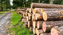 شناسایی ۸۰ هزار هکتار عرصه برای توسعه زراعت چوب در کشور/ ۹۰ درصد آتشسوزیهای جنگلها مربوط به حوزه زاگرس است