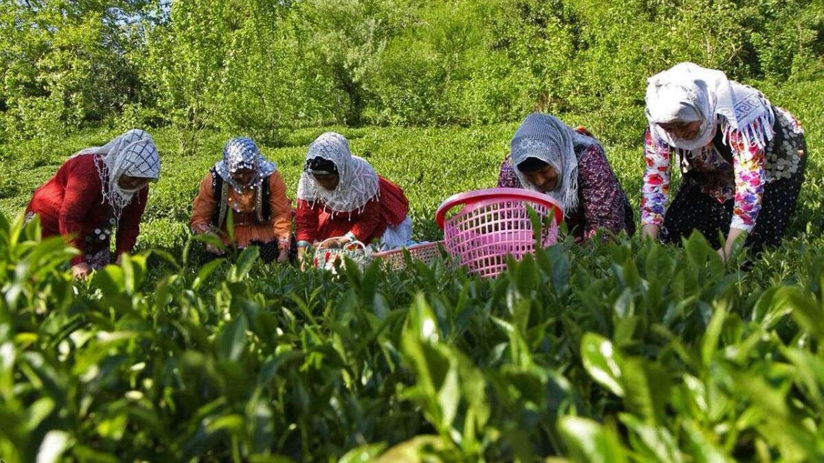 پیشبینی تولید ۱۳۵ هزار تن برگ سبز چای در سال جاری