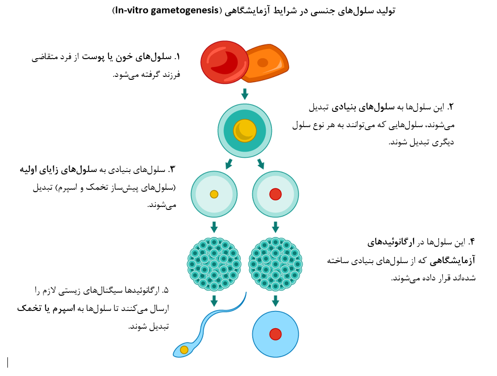 اسپرم مصنوعی انسان در آزمایشگاه تولید میشود اسپرم مصنوعی انسان در آزمایشگاه تولید میشود