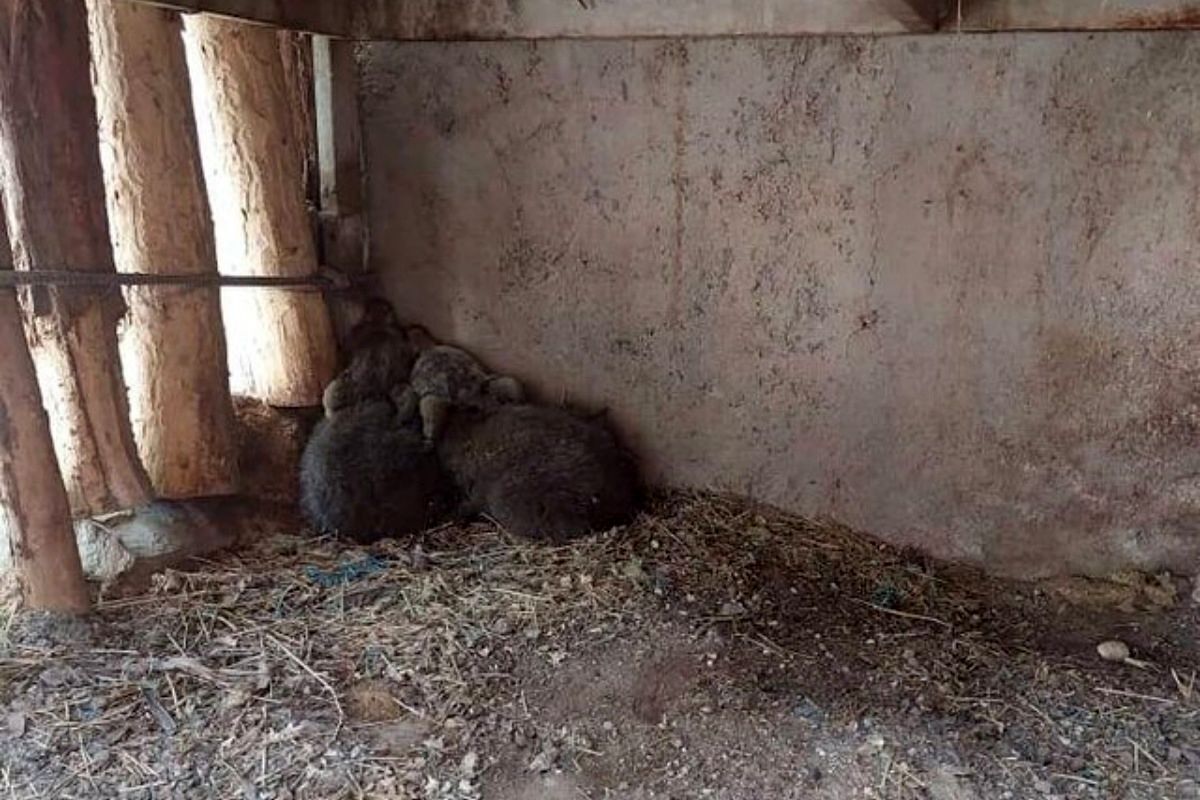بی‌خبری از توله خرس گم‌شده پردیسان پس از گذشت چند هفته