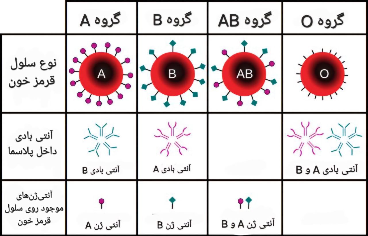 گروه خونی شما نشان میدهد چه زمانی سکته میکنید گروه خونی شما نشان میدهد چه زمانی سکته میکنید