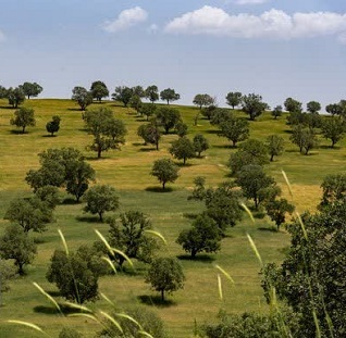سفر خبری آنا به جای‌جای ایران؛ مروری بر مهم‌ترین رویدادهای استانی + عکس و فیلم