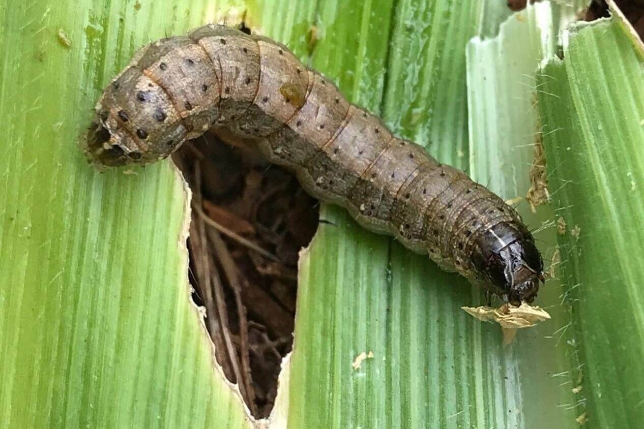 گیاهان وقتی تشنهاند، صدا تولید میکنند گیاهان وقتی تشنهاند، صدا تولید میکنند