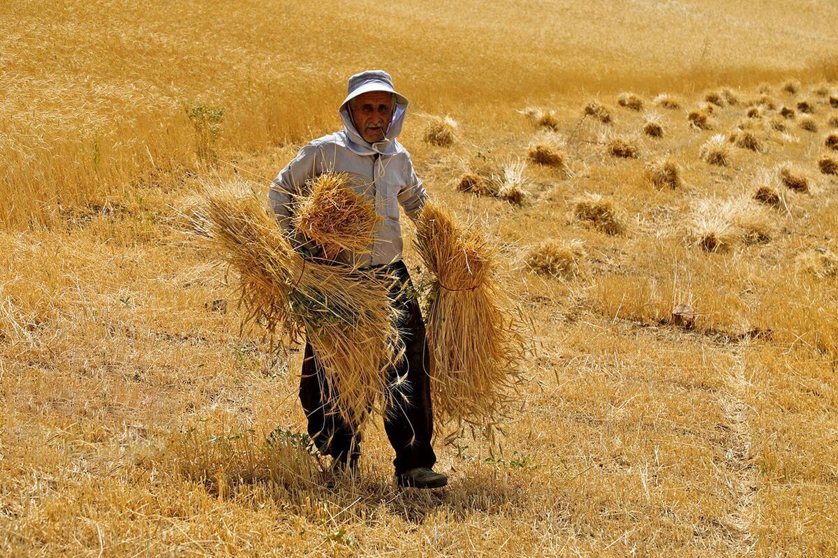 خرید ۱.۷ میلیون تن گندم از ۱۵۰ هزار کشاورز در سراسر کشور