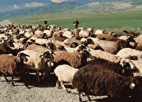 الزامات استفاده از روشهای علمی برای پرورش گوسفندان دوقلوزا