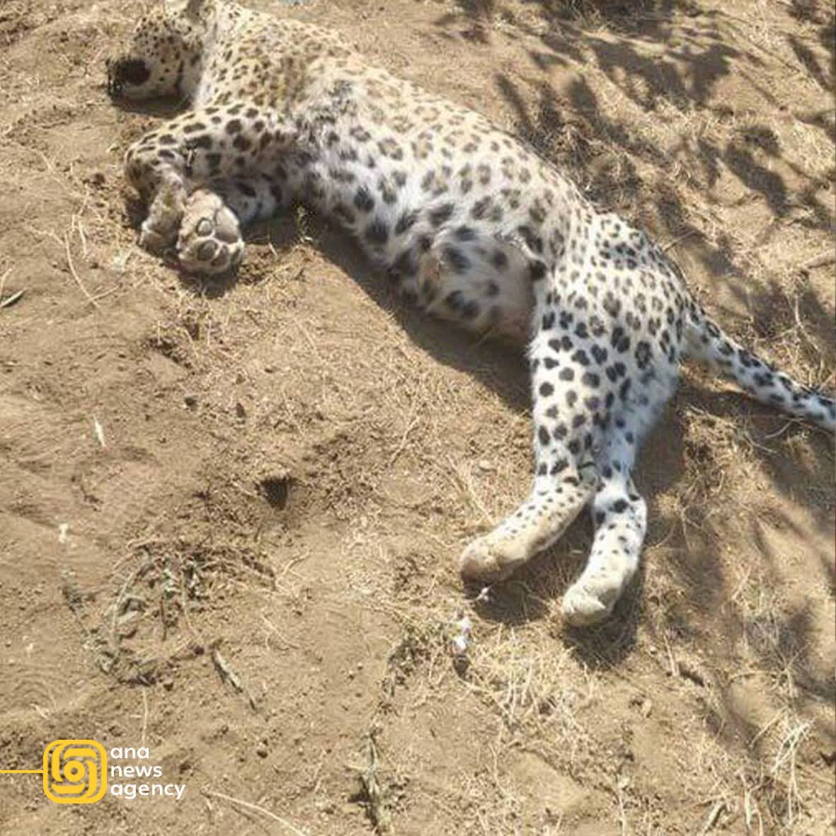 رویدادهای استانی از نگاه آنا + فیلم و عکس