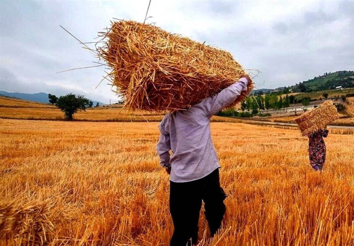 سود دلالان یا رونق تولید ملی؟ تأخیر در پرداخت، سهم کشاورز را در خودکفایی گندم می‌کاهد