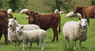 گرانی آرام دام زنده در مرداد؛ سود واسطه‌ها، زیان دامدار و مصرف‌کننده