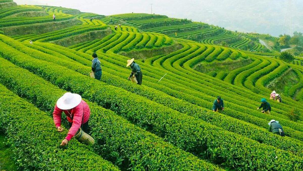 خریداری بیش از ۸۴ هزار تن چای سبز از چایکاران