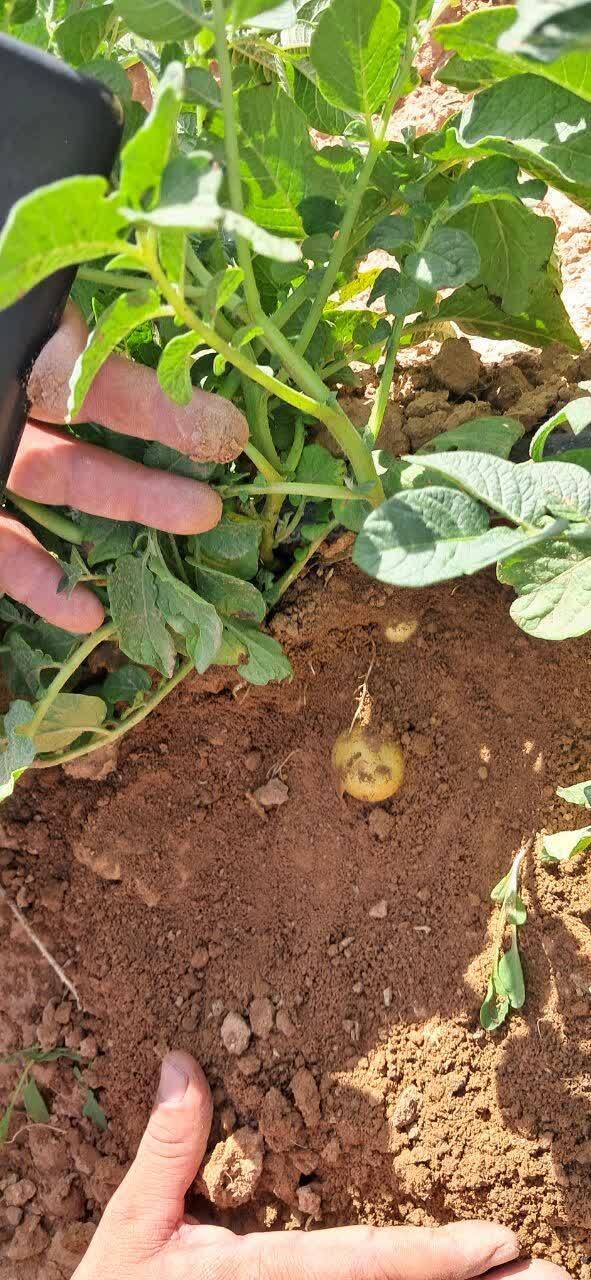 ایران صادرکننده بذر سیبزمینی به خاورمیانه و آفریقا میشود؛ ۵۰۰ شغل مستقیم در مناطق محروم با طرح توسعه بذر سیبزمینی ایران صادرکننده بذر سیبزمینی به خاورمیانه و آفریقا میشود؛ ۵۰۰ شغل مستقیم در مناطق محروم با طرح توسعه بذر سیبزمینی