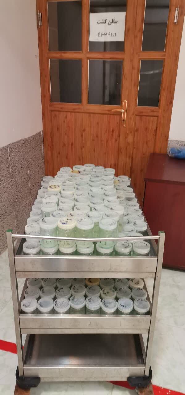 گام بلند دانشگاه آزاد به سمت خودکفایی کشور در تحریم؛ ۱۰ درصد نیاز داخلی سیبزمینی را پوشش میدهیم گام بلند دانشگاه آزاد به سمت خودکفایی کشور در تحریم؛ ۱۰ درصد نیاز داخلی سیبزمینی را پوشش میدهیم