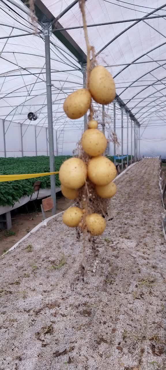 گام بلند دانشگاه آزاد به سمت خودکفایی کشور در تحریم؛ ۱۰ درصد نیاز داخلی سیبزمینی را پوشش میدهیم گام بلند دانشگاه آزاد به سمت خودکفایی کشور در تحریم؛ ۱۰ درصد نیاز داخلی سیبزمینی را پوشش میدهیم