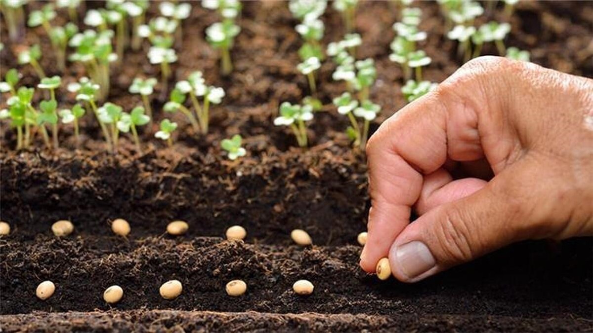 معرفی ۲ هیبرید جدید محصول کشاورزی در راستای ارتقای کیفیت تولید داخلی