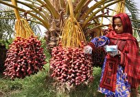 برای جبران خسارات و حمایت از نخلداران، خرید خرمای کشاورزان خوزستان کلید خورد/زیرساختها برای خرید حمایتی آماده است