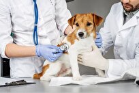 کلینیک دامپزشکی دولتی تهران و اطراف تهران کجا بریم؟