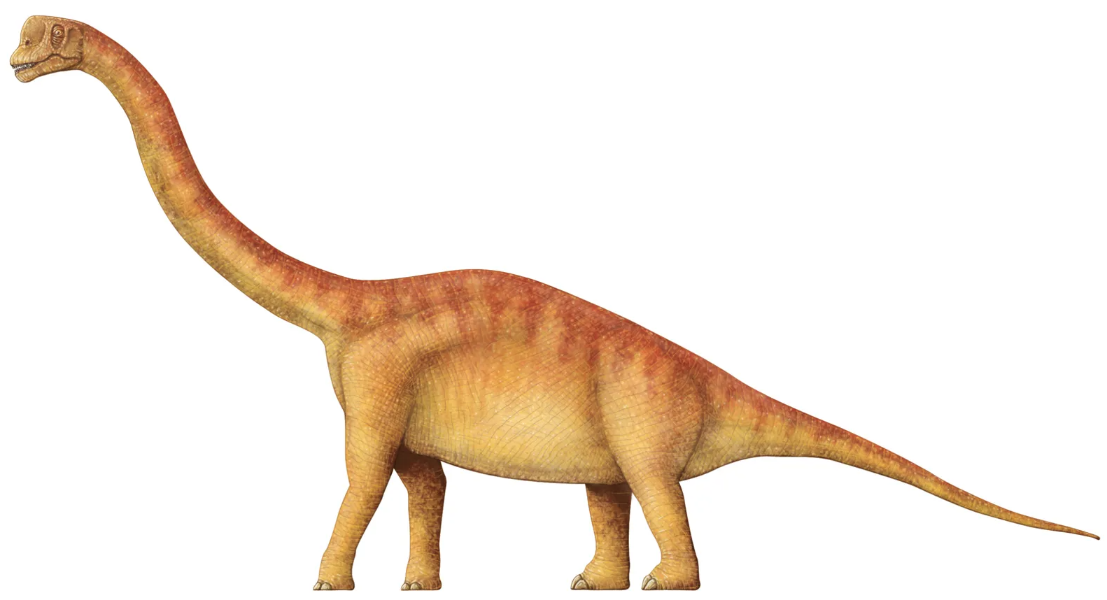 رد پای تاریخ در مینای دندان دایناسورها رد پای تاریخ در مینای دندان دایناسورها