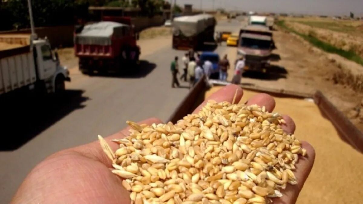 احتمال قاچاق گندم به خارج از کشور وجود دارد کاهش ۳.۹ درصدی تورم مواد خوراکی در مرداد