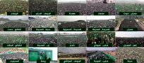 حضور کم‌سابقه و گسترده مردم یمن در جشن میلاد پیامبر اکرم(ص)