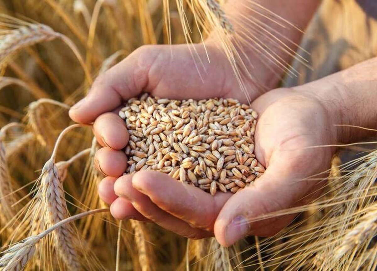 نامه رئیس کمیسیون کشاورزی مجلس به نوریقزلجه درباره قیمت خرید تضمینی گندم
