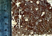 کشف سنگ نگاره زیبای «بزرگ زاده ساسانی» در مرودشت فارس