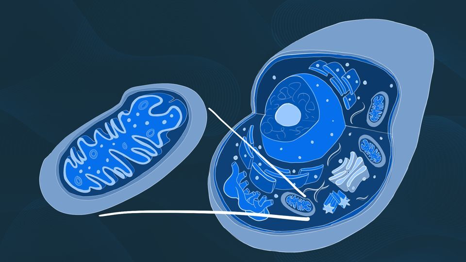 بیماری پیش از درد، بو میدهد بیماری پیش از درد، بو میدهد