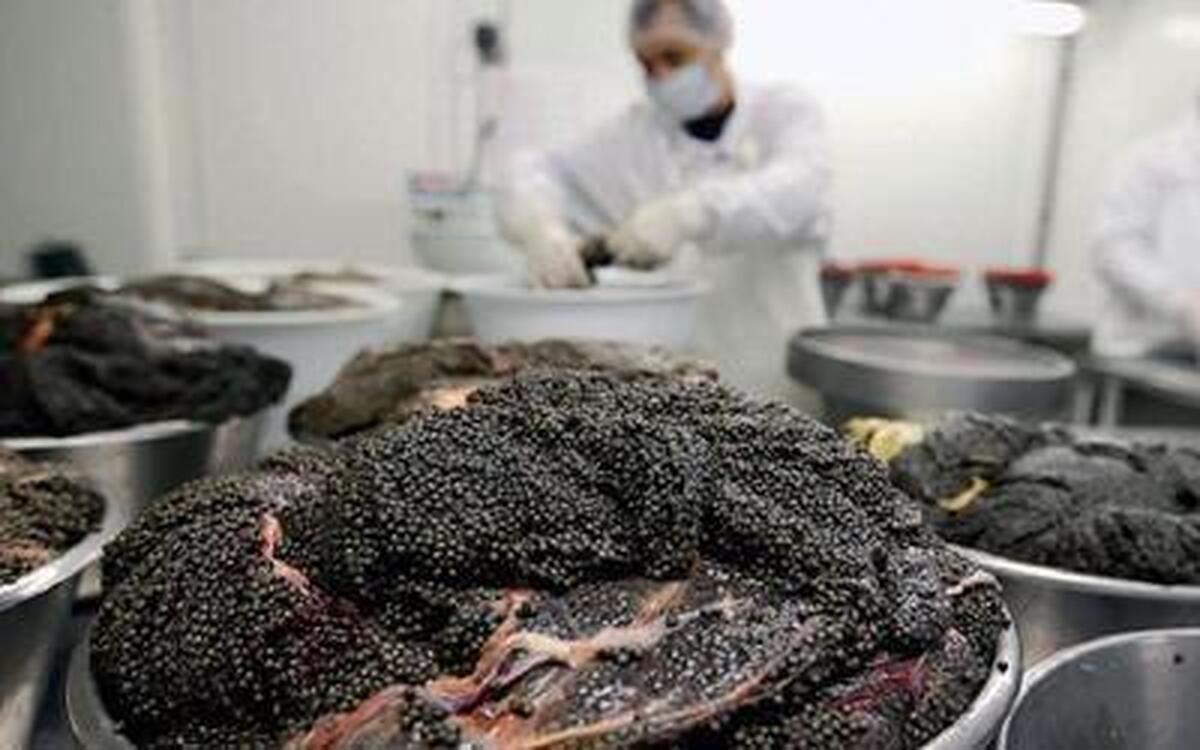 صدور ۱۴۰ مجوز صادرات خاویار و گوشت آن در سال جاری افزایش تاب‌آوری تنوع تولید و صادرات در دستور کار