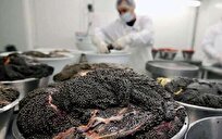 صدور ۱۴۰ مجوز صادرات خاویار و گوشت آن در سال جاری/افزایش تاب‌آوری تنوع تولید و صادرات در دستور کار