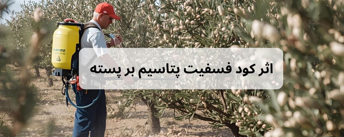 همه چیز درباره نقش کود فسفیت پتاسیم برای پسته