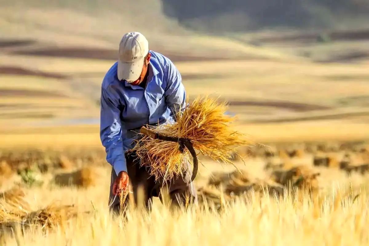 واریز  ۲۱ همت دیگر از مطالبات گندمکاران