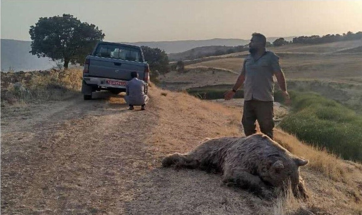 یک خرس قهوهای در کرمانشاه تلف شد