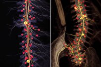 ترمیم نخاع با چاپ سه‌بعدی؛ موش‌ها دوباره حرکت کردند