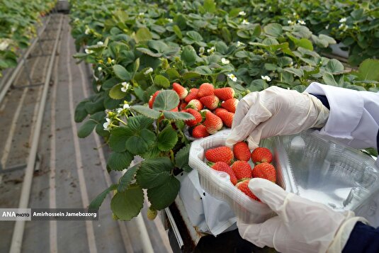 تولید ملی برای آبادانی مناطق محروم